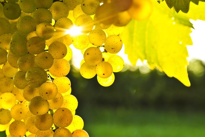 Blenheim Half day Wine Tour - What Makes This Blenheim Tour Worth Considering