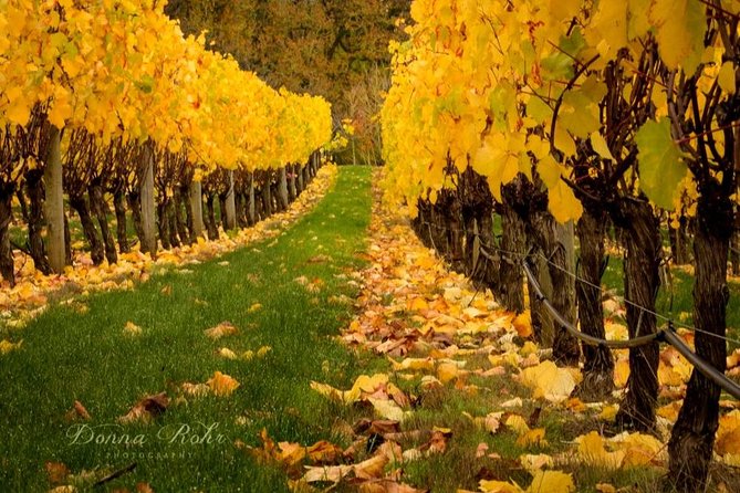 Blenheim Half day Wine Tour - Tasting Marlborough Beyond Sauvignon Blanc