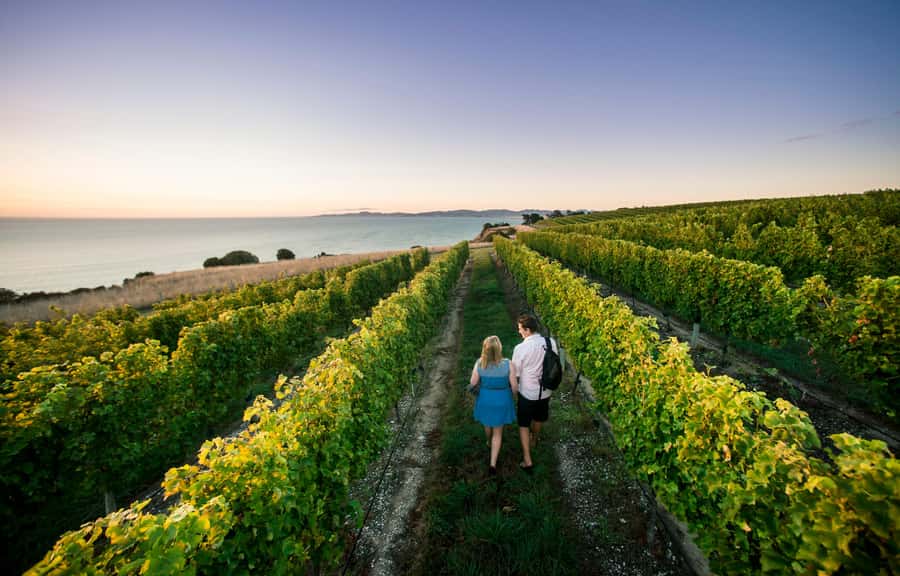Blenheim/Renwick: Marlborough Half-Day Wine Tour with Lunch - The first vineyard sets the tone