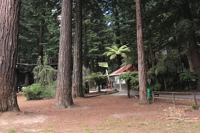 Boutique tour , Mt Maunganui, NZ farm, Rotorua lakes/geothermal - Tikitapu’s native bush feels like another world