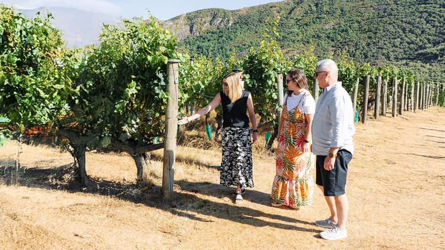 Boutique Winery Half-Day Tour & Vineyard Platter-Style Lunch - Why this Central Otago wine day works