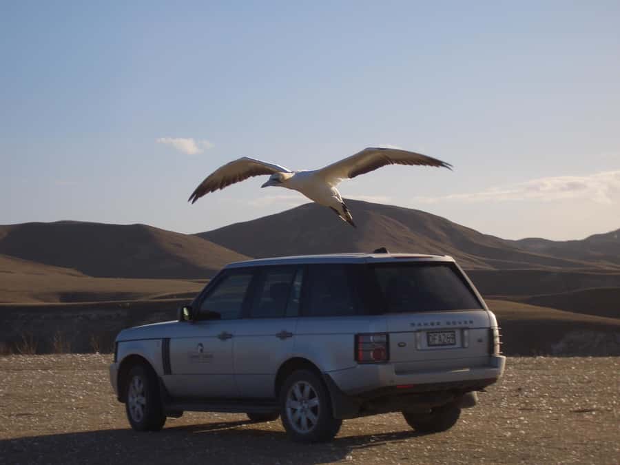 Cape Kidnappers Gannet Colony Private Tour - Key points to know before booking