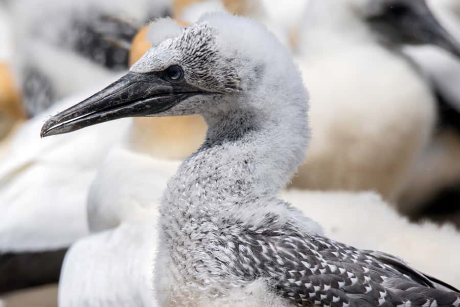 Cape Kidnappers Gannet Colony Private Tour - Sheep, beef, native bush, Kiwi, and Tuatara