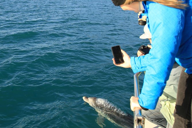 Captain Cook and Dolphin Cruise - Queen Charlotte Sound, where the scenery does the work