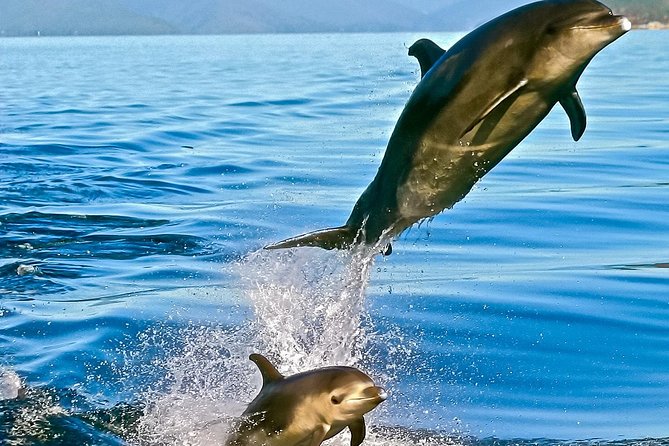 Captain Cook and Dolphin Cruise - Dolphins, fur seals, and rare seabirds