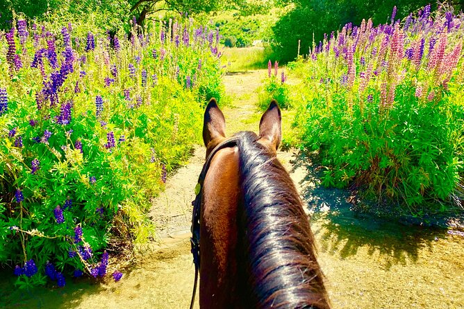 Cardrona High Country Pub Trail Horse Riding Trek (Intermediate+) - Returning along the river