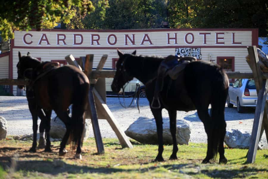 Cardrona Valley: Horse Trekking Experience - Loose reins and open Cardrona Valley views
