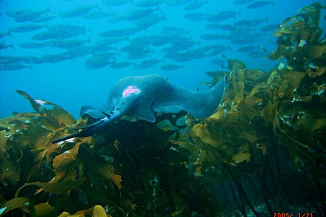 Cathedral Cove Dive & Snorkel- Marine Reserve specialised trips - The value of the $98.67 price