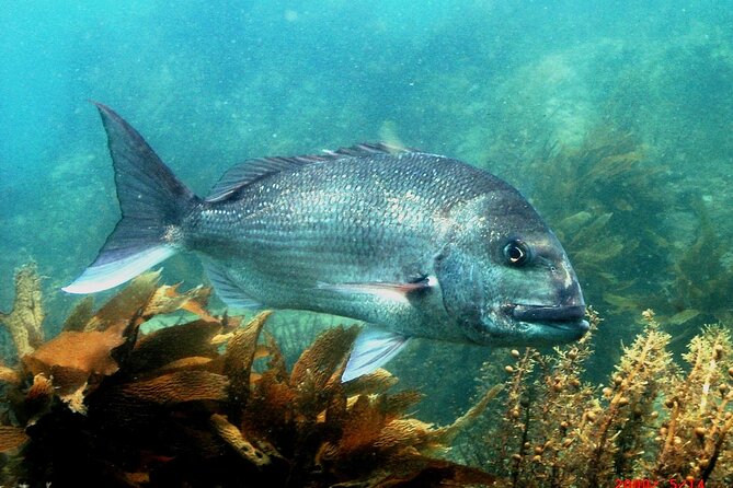 Cathedral Cove Dive & Snorkel- Marine Reserve specialised trips - A short ride past Cathedral Cove