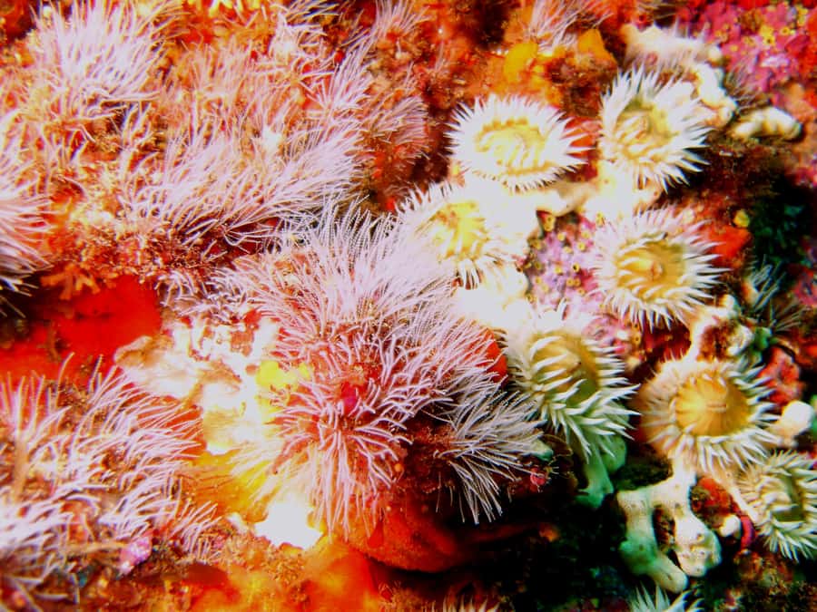 Cathedral Cove Marine Reserve: Snorkeling Boat Trip - Warm Gear for New Zealand Water