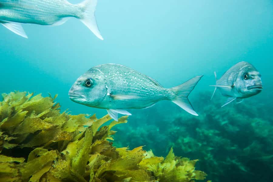Cathedral Cove Marine Reserve: Snorkeling Boat Trip - Is $85 a Fair Price?