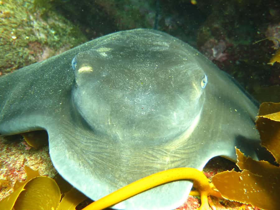 Cathedral Cove Marine Reserve: Snorkeling Boat Trip - Should You Book the Hahei Snorkel Boat?