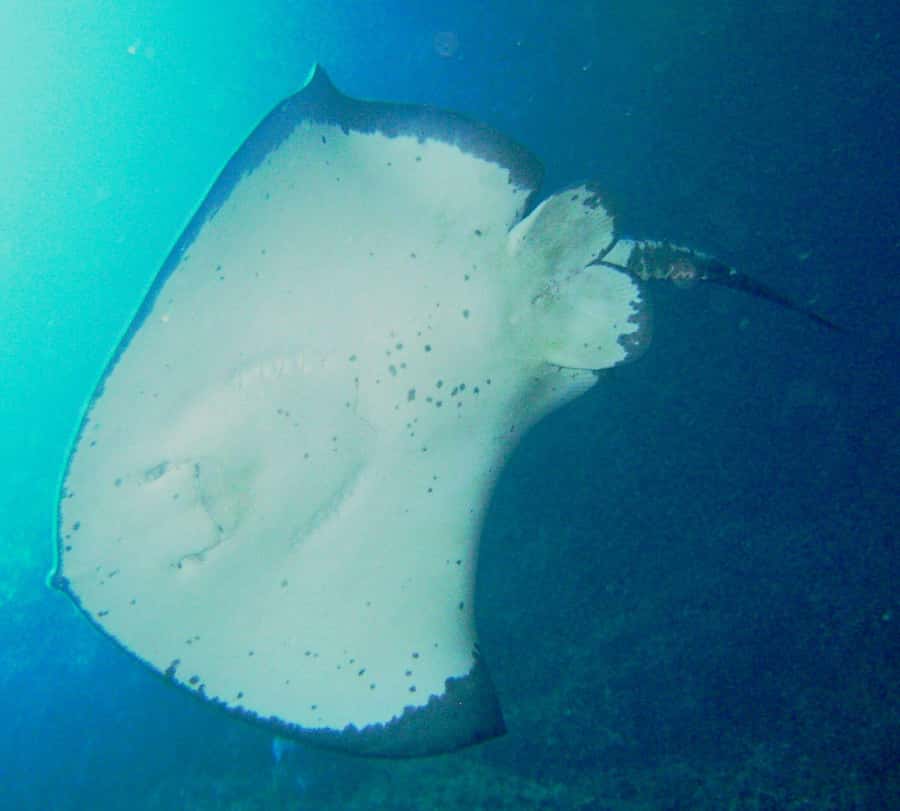 Cathedral Cove Marine Reserve: Snorkeling Boat Trip - Finding Fish, Reefs, and Rays