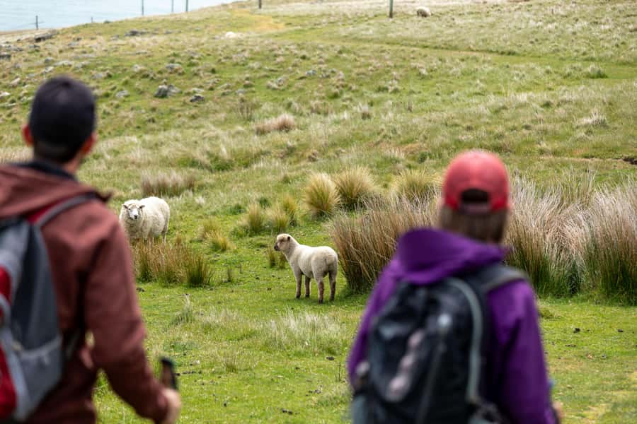Christchurch: Godley Head & Lyttelton Guided Walking Tour - Godley Head’s WWII defenses