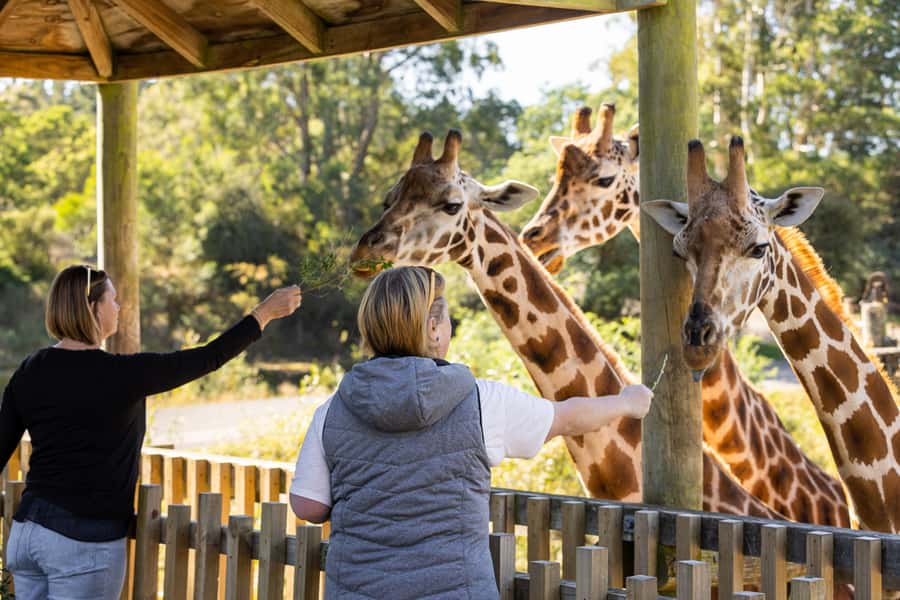 Christchurch: Orana Wildlife Park Admission - Let the Presentation Schedule Plan Your Route