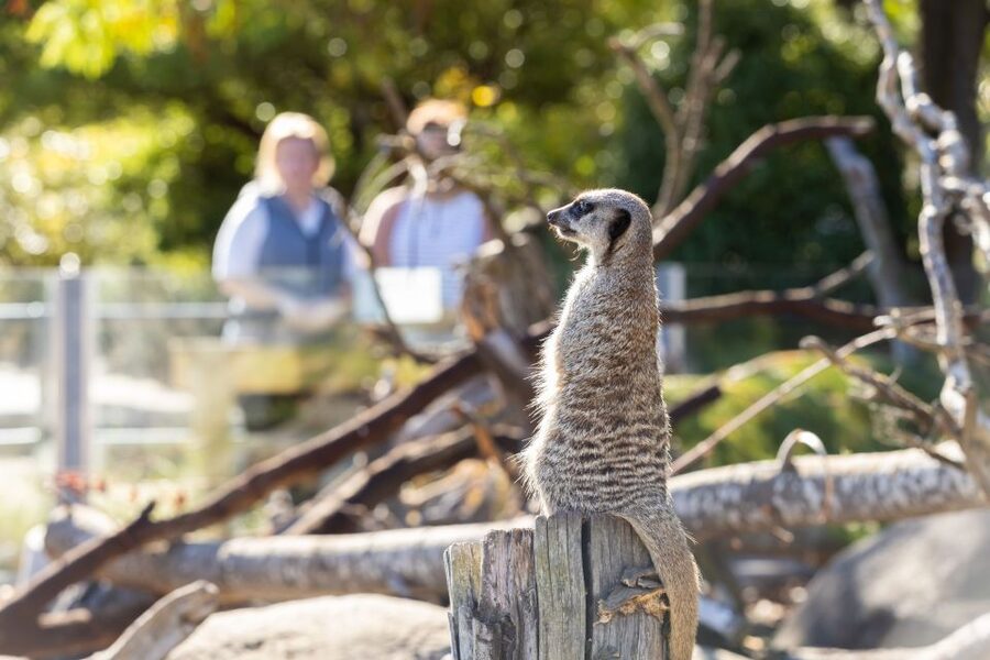Christchurch: Orana Wildlife Park Admission - Food, Rest Stops, and Family Facilities