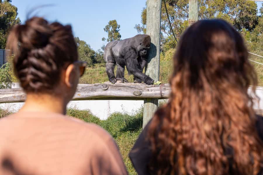 Christchurch: Orana Wildlife Park Admission - The Giraffe Encounter Is the Main Event