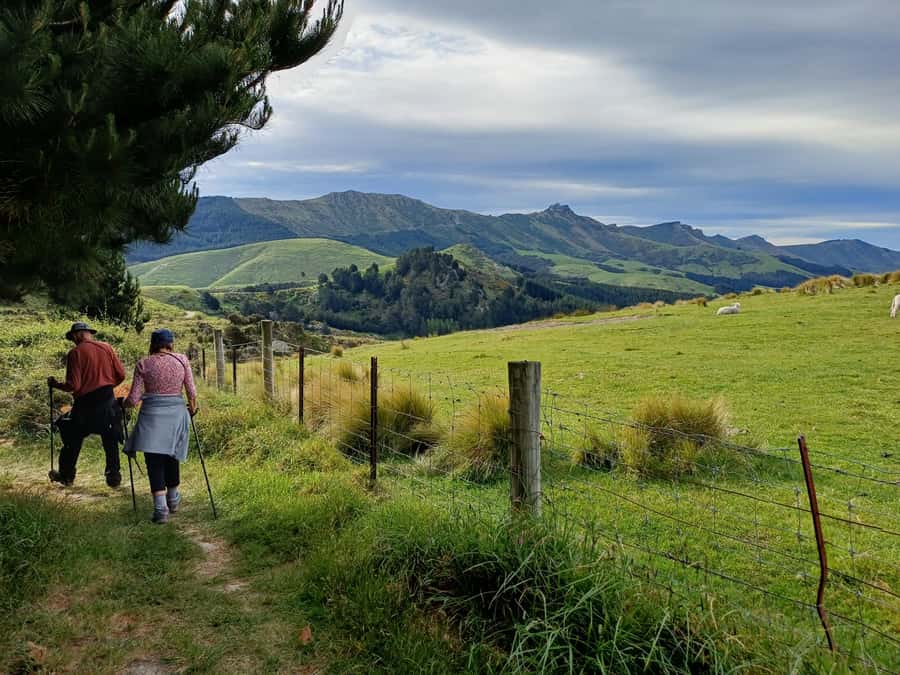 Christchurch: Packhorse Hut Guided Walk and Scenic Drive - Why this Christchurch day trip feels different