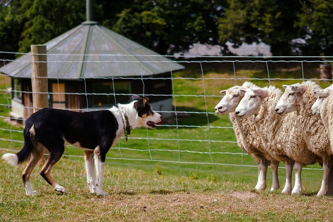 Christchurch Sheep Farm Visit - Key points before you book