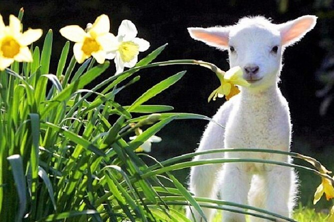 Christchurch Sheep Farm Visit - A short trip from Christchurch into farm country