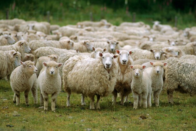 Christchurch Sheep Farm Visit - Morning tea with a local touch