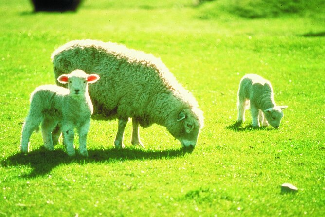 Christchurch Sheep Farm Visit - The optional visit to Straight 8 Estate