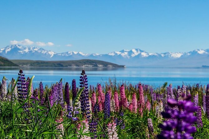 Christchurch to Mt Cook via Lake Tekapo One Way Small Group Tour - Who will get the most from this trip