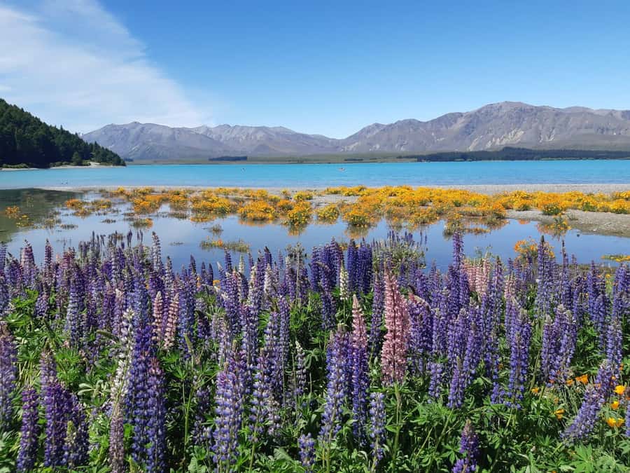 Christchurch: to Queenstown via Mt Cook 1 Way Tour - What the small-group setup feels like