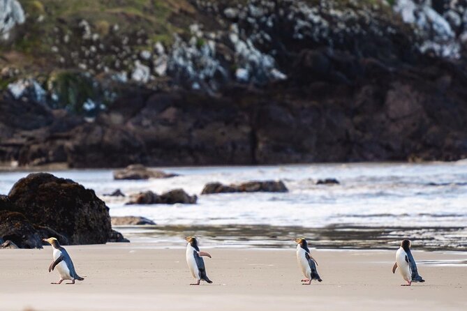 Clearwater Private Penguin & Wildlife Tour from Port Otago (5hrs) - Key points at a glance