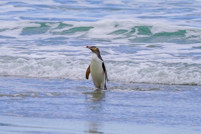 Clearwater Private Penguin & Wildlife Tour from Port Otago (5hrs) - Cape Saunders offers a wilder side of the Otago Peninsula