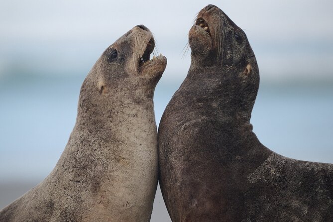 Clearwater Private Penguin & Wildlife Tour from Port Otago (5hrs) - Fur seals and pups at two Pacific viewpoints