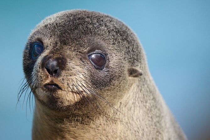 Clearwater Private Penguin & Wildlife Tour from Port Otago (5hrs) - Wildlife changes with the season