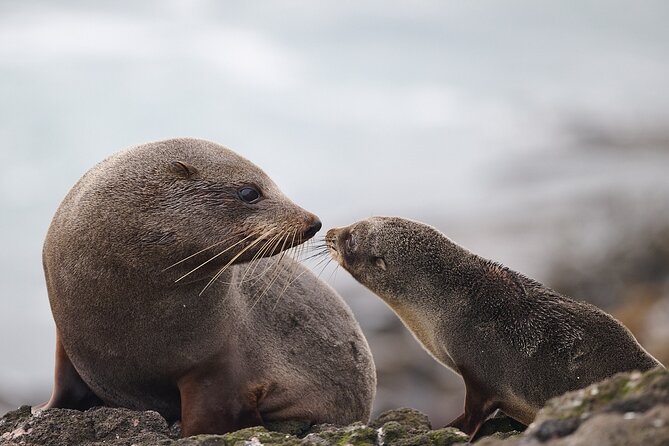 Clearwater Private Penguin & Wildlife Tour from Port Otago (5hrs) - Weather gear is not a small detail