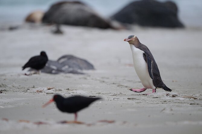 Clearwater Private Penguin & Wildlife Tour from Port Otago (5hrs) - The Dunedin Railway Station photo stop