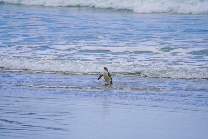 Clearwater Wildlife Tours (small group 10max) Otago Peninsula - The conservation reserve and the search for hoiho