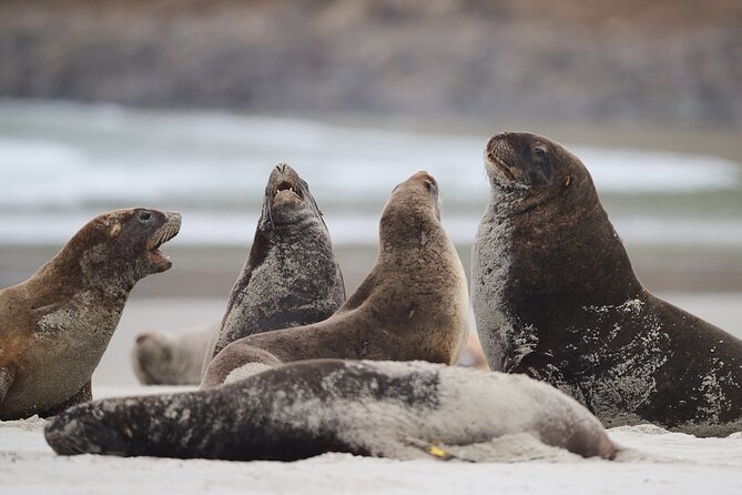 Clearwater Wildlife Tours (small group 10max) Otago Peninsula - Sea lions, beaches, and a moderate walk