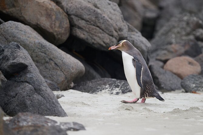 Clearwater Wildlife Tours (small group 10max) Otago Peninsula - Weather, food, and what to pack