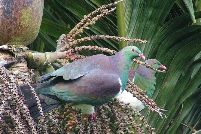 Coast and Rainforest Eco-Tour from Auckland with Picnic Lunch - Rainforest paths, tree ferns, and giant kauri