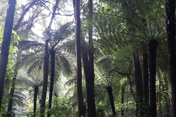 Coast and Rainforest Eco-Tour from Auckland with Picnic Lunch - Is $192.38 a fair price?