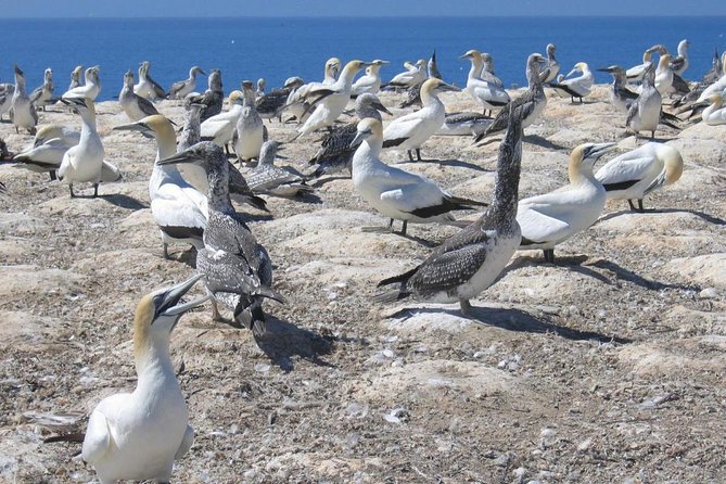 Coast to Coast Private Eco Tour - Two hours at Muriwai Beach and the gannet colony