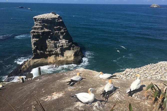 Coast to Coast Private Eco Tour - Achilles Point above Ladies Bay