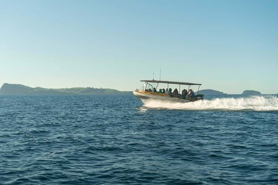 Coromandel: Aldermen Islands Marine Reserve Wildlife Cruise - Is $98 good value for two hours?