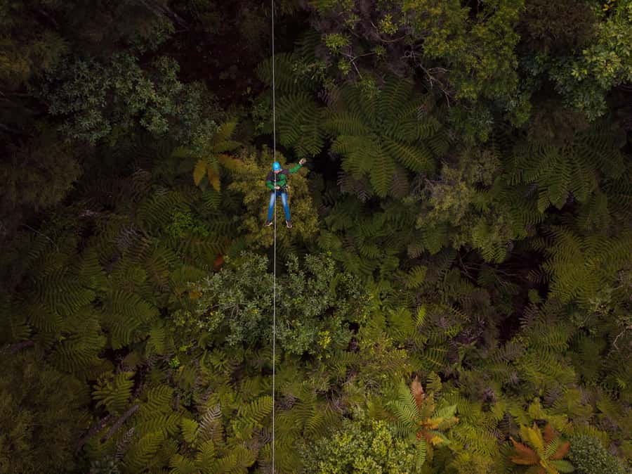 Coromandel: Guided Zipline Tour Experience - Key points at a glance