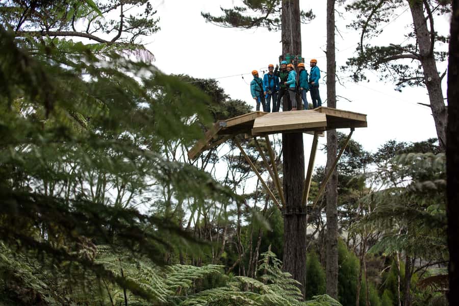 Coromandel: Guided Zipline Tour Experience - Eight ziplines through native forest