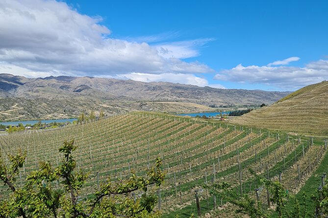 Cromwell Wine Tasting Tour using Classic Car - Wine tasting with room for different tastes