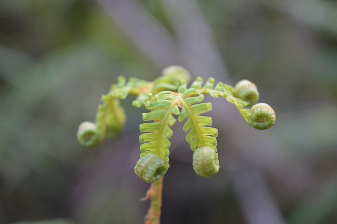 Cruise & Rainforest Walk - Franz Josef Glacier - Practical details that affect your day
