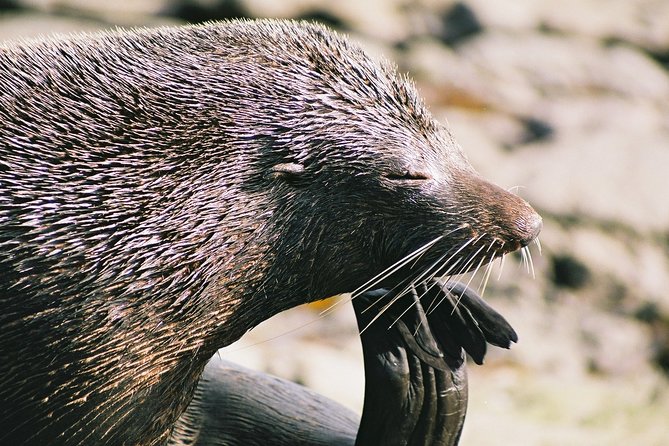 Cruise, Walk, and Sail in Abel Tasman National Park - The water taxi to Anchorage Bay