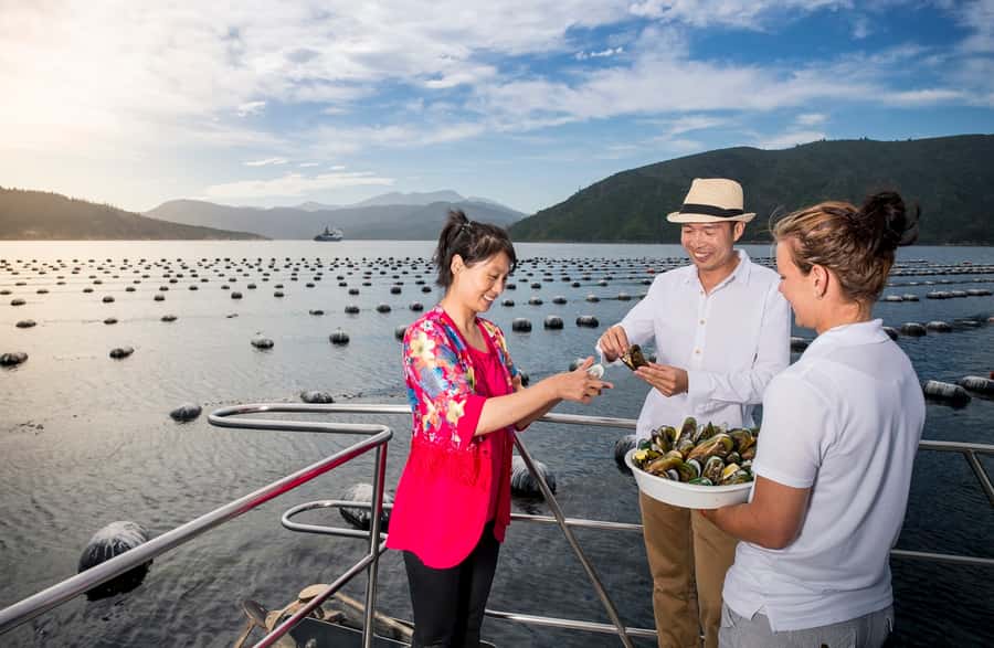 Depart Picton: Marlborough Sounds Afternoon Seafood Cruise - Who will enjoy this cruise most?