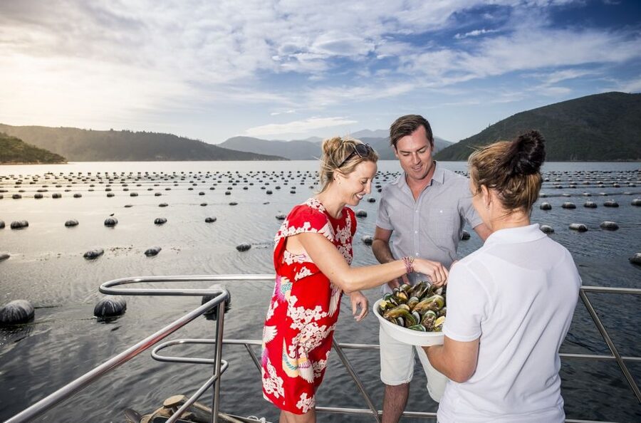 Depart Picton: Marlborough Sounds Afternoon Seafood Cruise - Small details that make the day easier