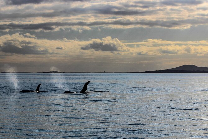 Discover Auckland City Tour: The City of Sails - One Tree Hill shows Auckland’s volcanic character